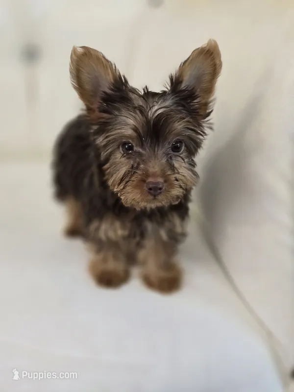 Reese  – Yorkshire Terrier puppy for sale in Forney, TX