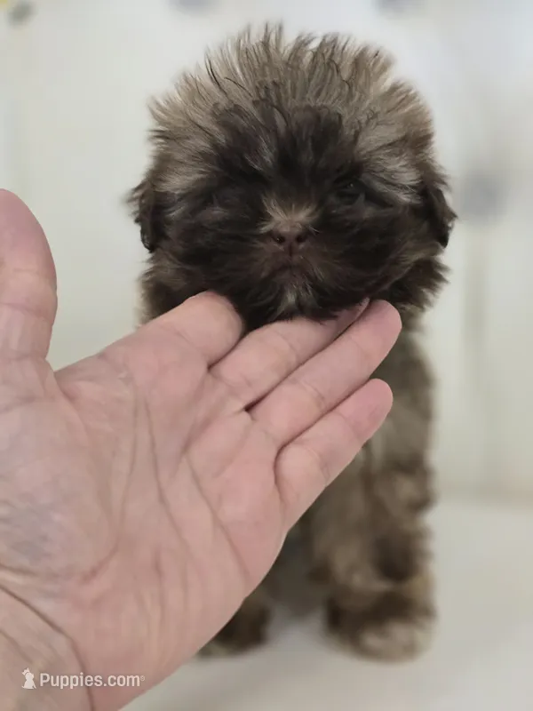 Tiny Sue – Shih Tzu puppy for sale in Forney, TX