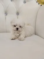 Tiny Tim, a male Maltese for sale in Forney, TX – 1 of 4