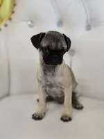 Amy, a female Pug for sale in Forney, TX – 3 of 4