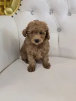 Rusty, a male Poodle - Miniature  for sale in Forney, TX – 2 of 5