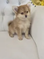 Shelly , a female Pomeranian for sale in Forney, TX – 2 of 4