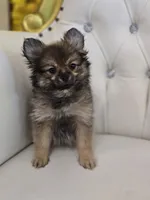 Sassy, a female Pomeranian for sale in Forney, TX – 4 of 5