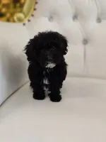 Midnight, a female Poodle - Miniature  for sale in Forney, TX – 5 of 5