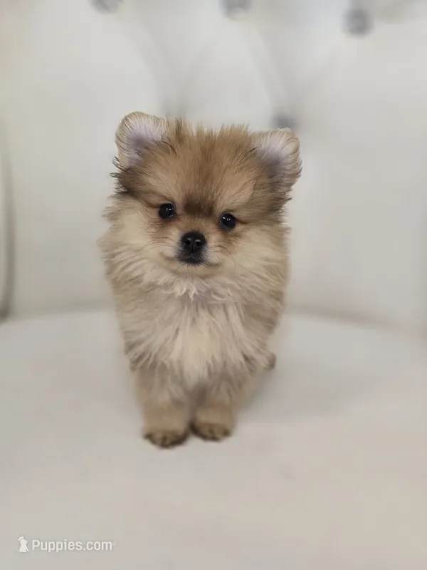 Rollin – Pomeranian puppy for sale in Forney, TX