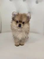 Rollin, a male Pomeranian for sale in Forney, TX – 1 of 5