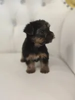 Darla, a female Yorkshire Terrier for sale in Forney, TX – 4 of 5