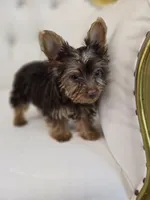 Reese , a female Yorkshire Terrier for sale in Forney, TX – 3 of 6