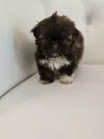 Hershey, a male Shih Tzu for sale in Forney, TX – 2 of 5