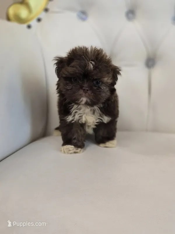 Hershey – Shih Tzu puppy for sale in Forney, TX