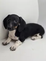 Hunni, a female Miniature Dachshund for sale in Forney, TX – Photo 1 of 3