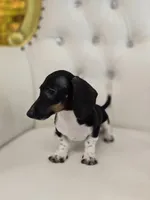 Hunni, a female Miniature Dachshund for sale in Forney, TX – Photo 4 of 4