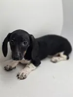 Hunni, a female Miniature Dachshund for sale in Forney, TX – Photo 2 of 3