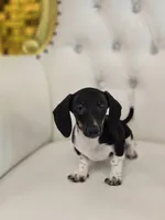 Hunni, a female Miniature Dachshund for sale in Forney, TX – Photo 3 of 4