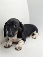 Hunni, a female Miniature Dachshund for sale in Forney, TX – Photo 3 of 3