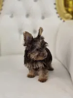 Reese , a female Yorkshire Terrier for sale in Forney, TX – 4 of 6