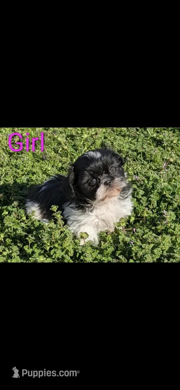 Princess – Shih Tzu puppy for sale in Forney, TX