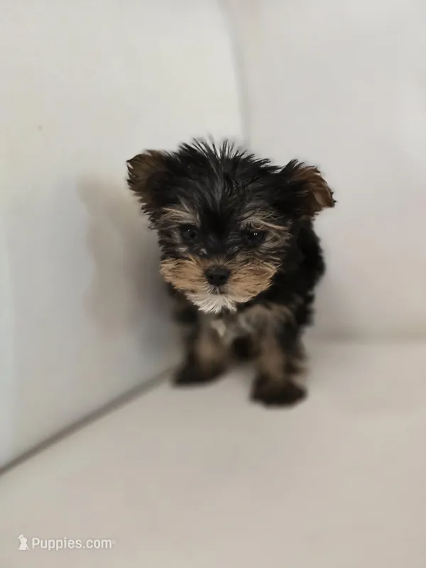Tiny Tim – Yorkshire Terrier puppy for sale in Forney, TX