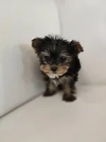 Tiny Tim, a male Yorkshire Terrier for sale in Forney, TX – Photo 1 of 3