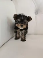 Tiny Tim, a male Yorkshire Terrier for sale in Forney, TX – Photo 3 of 3