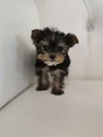 Tiny Tim, a male Yorkshire Terrier for sale in Forney, TX – Photo 2 of 3