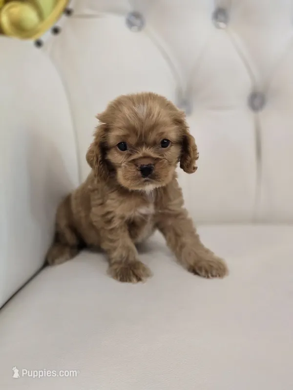 Ozzy – Cocker Spaniel puppy for sale in Forney, TX