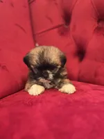 Beckley, a male Shih Tzu for sale in Forney, TX – Photo 2 of 4