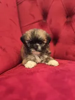 Beckley, a male Shih Tzu for sale in Forney, TX – Photo 4 of 4