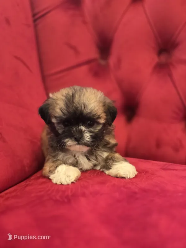 Beckley – Shih Tzu puppy for sale in Forney, TX