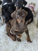 Lala, a female Doberman Pinscher for sale in Forney, TX – 2 of 2