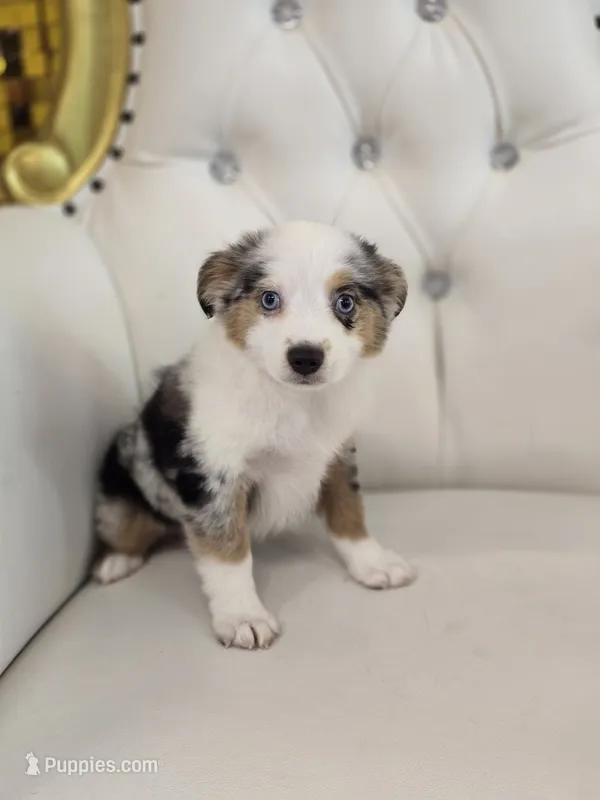 Princess – Miniature Australian Shepherd puppy for sale in Forney, TX