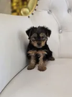 Darla, a female Yorkshire Terrier for sale in Forney, TX – 2 of 4