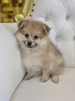 Bubbles, a male Pomeranian for sale in Forney, TX – 3 of 3