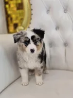 Zena, a female Miniature Australian Shepherd for sale in Forney, TX – Photo 5 of 5