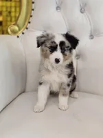 Zena, a female Miniature Australian Shepherd for sale in Forney, TX – Photo 3 of 5
