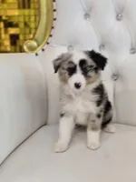 Zena, a female Miniature Australian Shepherd for sale in Forney, TX – Photo 1 of 5