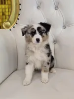 Zena, a female Miniature Australian Shepherd for sale in Forney, TX – Photo 4 of 5