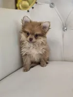 Miles, a male Pomeranian for sale in Forney, TX – 3 of 4