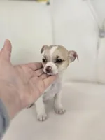 Tiny Tim, a male Chihuahua for sale in Forney, TX – Photo 3 of 4