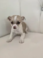 Tiny Tim, a male Chihuahua for sale in Forney, TX – Photo 2 of 4