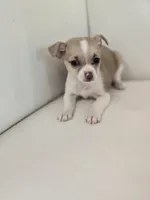 Tiny Tim, a male Chihuahua for sale in Forney, TX – Photo 4 of 4