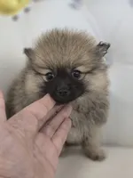 Cash, a male Pomeranian for sale in Forney, TX – 3 of 6