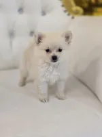 Princess, a female Pomeranian for sale in Forney, TX – 2 of 5