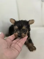 Bentley, a male Yorkshire Terrier for sale in Forney, TX – 3 of 3