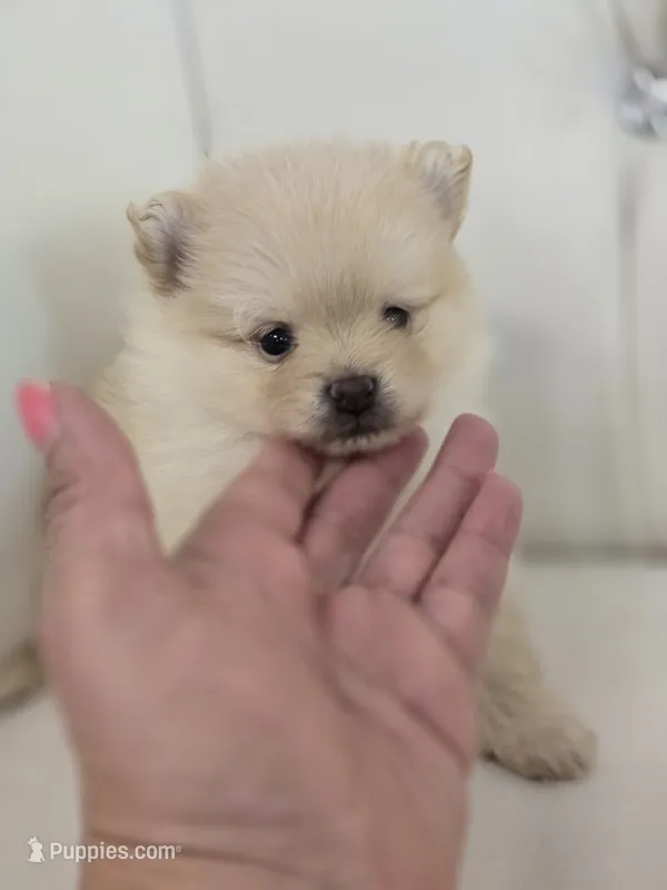 Bear – Pomeranian puppy for sale in Forney, TX