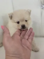 Bear, a female Pomeranian for sale in Forney, TX – 1 of 3