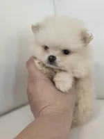 Teddy, a male Pomeranian for sale in Forney, TX – 2 of 5