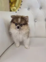 Macy, a female Pomeranian for sale in Forney, TX – 5 of 5