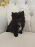 Midnight, a male Pomeranian for sale in Forney, TX – 1 of 4
