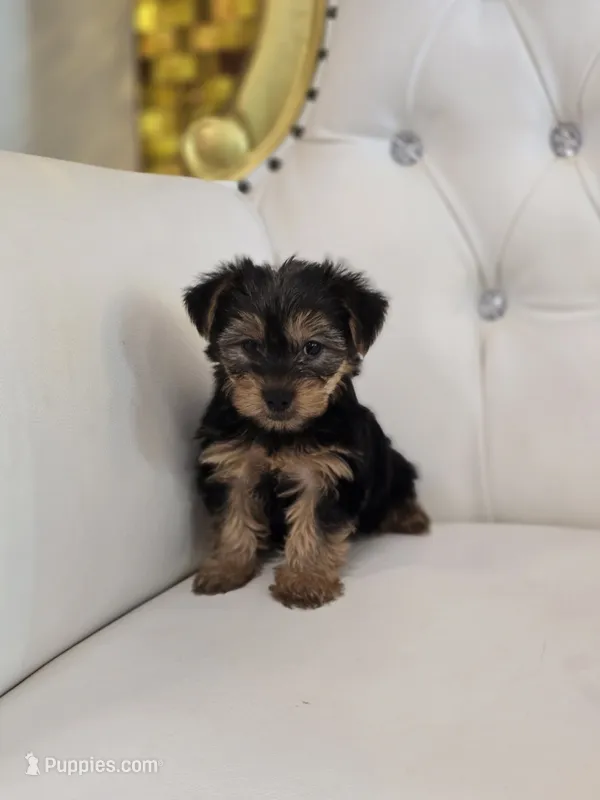 Darla – Yorkshire Terrier puppy for sale in Forney, TX